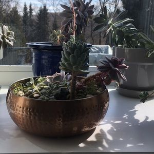 Meet your Posher, Jayne